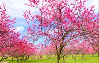 茨城県古河市 古河公方公園で満開を迎えたピンク色の鮮やかな花桃