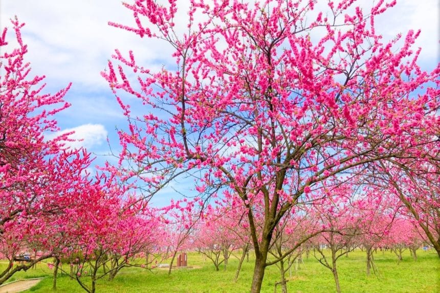 茨城県古河市 古河公方公園で満開を迎えたピンク色の鮮やかな花桃