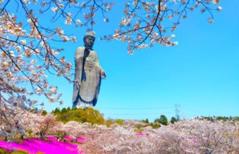 茨城県牛久市 世界最大の青銅製立像である牛久大仏と美しく咲き誇る桜と芝桜