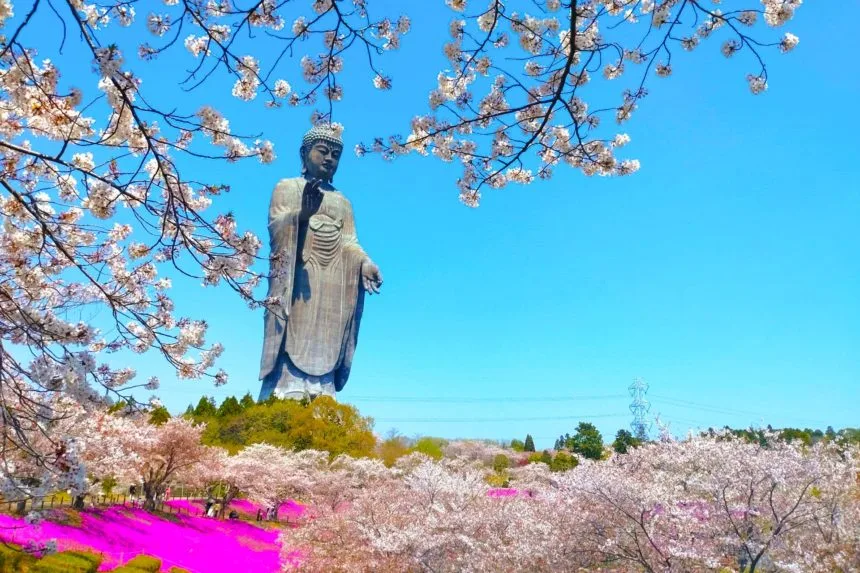 茨城県牛久市 世界最大の青銅製立像である牛久大仏と美しく咲き誇る桜と芝桜