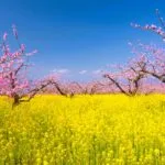 山梨県笛吹市 桃の花と菜の花が広がる春の絶景