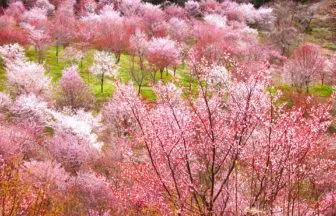 福島県北塩原村 裏磐梯の山間に大山桜が咲き誇る桜峠の絶景