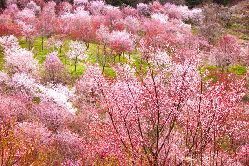 福島県北塩原村 裏磐梯の山間に大山桜が咲き誇る桜峠の絶景