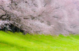 京都府八幡市 宇治川と木津川を隔てる堤防に約1.4kmにわたって続く淀川河川公園背割堤の桜並木