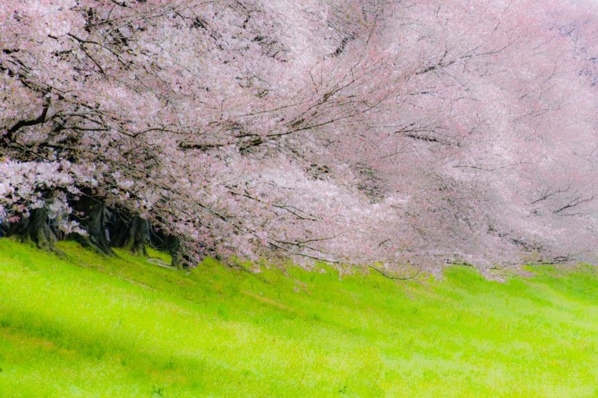 京都府八幡市 宇治川と木津川を隔てる堤防に約1.4kmにわたって続く淀川河川公園背割堤の桜並木