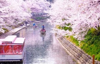 富山県富山市 松川べり（松川公園）の川沿いに咲き誇る満開の桜