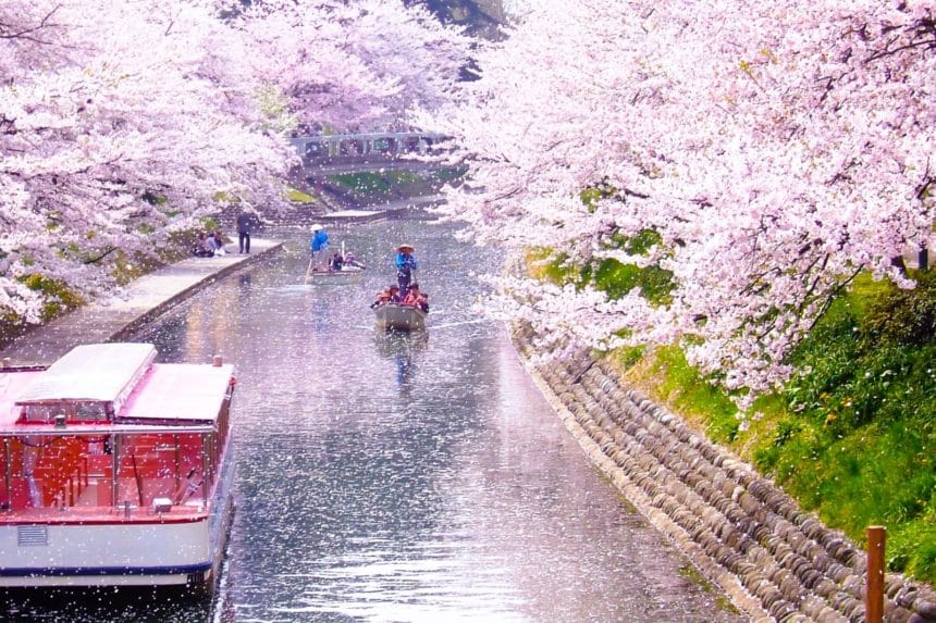 富山県富山市 松川べり（松川公園）の川沿いに咲き誇る満開の桜