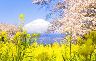 静岡県富士宮市 富士山を背景に美しく咲き誇る日本五大桜「狩宿の下馬桜」と菜の花
