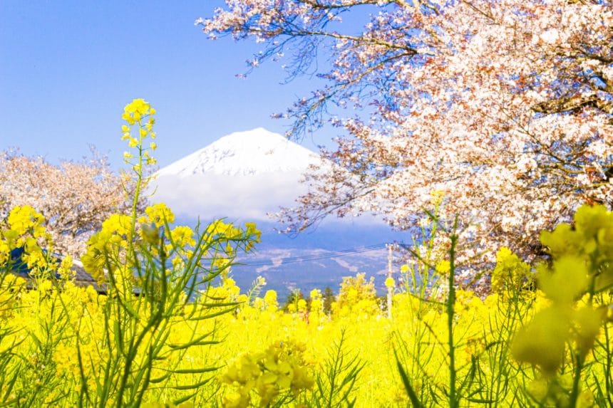 静岡県富士宮市 富士山を背景に美しく咲き誇る日本五大桜「狩宿の下馬桜」と菜の花