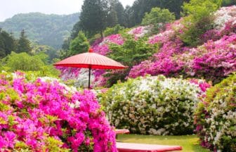 京都府宇治市 三室戸寺つつじ園の満開のツツジと茶席
