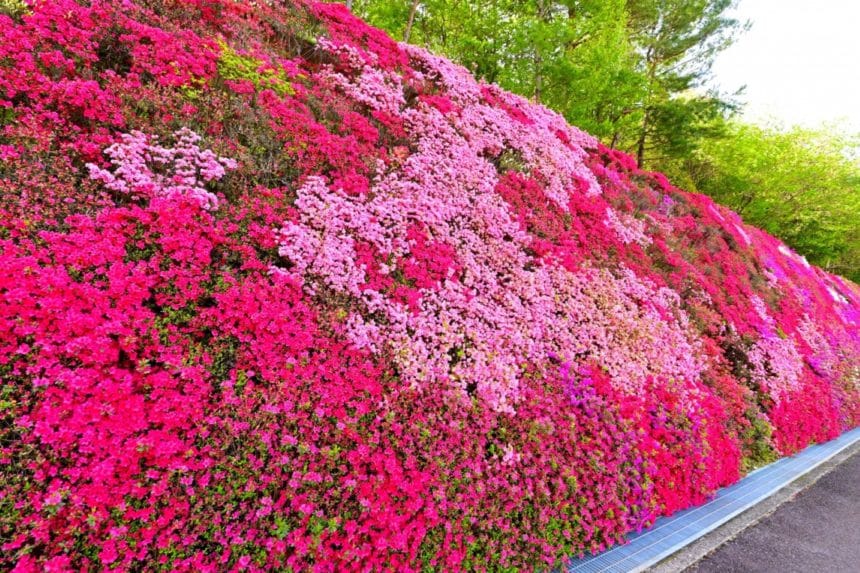 愛知県豊田市 つどいの丘の駐車場沿いに広がる色鮮やかなツツジの壁