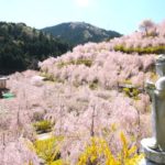 徳島県神山町 ゆうかの里の山肌を覆い尽くすように咲くしだれ桜