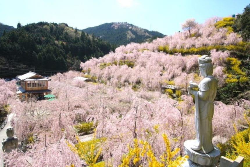徳島県神山町 ゆうかの里の山肌を覆い尽くすように咲くしだれ桜