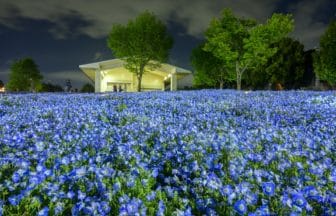 東京都足立区 舎人公園のライトアップされた青いネモフィラの花畑