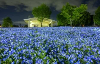 東京都足立区 舎人公園のライトアップされた青いネモフィラの花畑