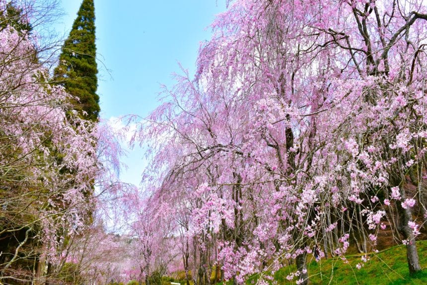 広島県世羅町 世羅甲山ふれあいの里のしだれ桜の並木の風景