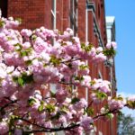 大阪市北区 大阪造幣局「桜の通り抜け」で満開に咲き誇る八重桜