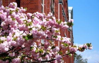 大阪市北区 大阪造幣局「桜の通り抜け」で満開に咲き誇る八重桜