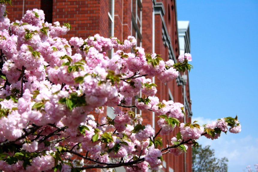 大阪市北区 大阪造幣局「桜の通り抜け」で満開に咲き誇る八重桜