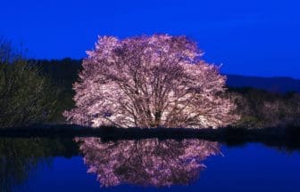 群馬県片品村 ライトアップされた天王桜と逆さ桜