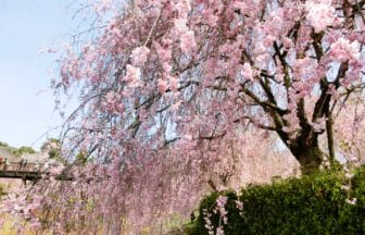 茨城県石岡市 常陸風土記の丘に咲く満開のしだれ桜