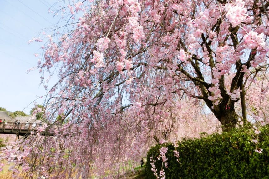 茨城県石岡市 常陸風土記の丘に咲く満開のしだれ桜