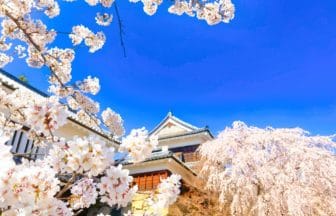 長野県上田市 上田城跡公園の満開の桜と城跡の風景