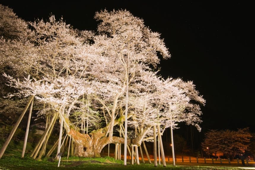 岐阜県本巣市 樹齢1500年を超え日本三大桜の一つに数えられる根尾谷淡墨桜の絶景