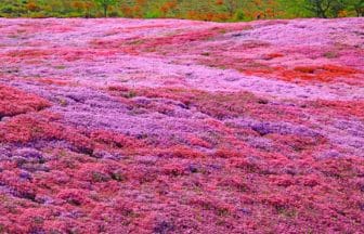 福島県平田村 蓬田岳の麓に広がるジュピアランドひらたの芝桜