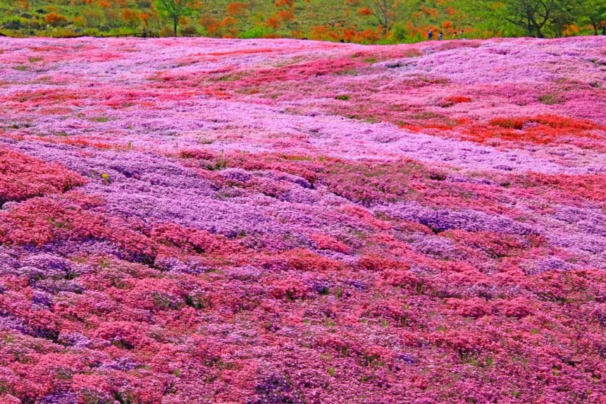 福島県平田村 蓬田岳の麓に広がるジュピアランドひらたの芝桜