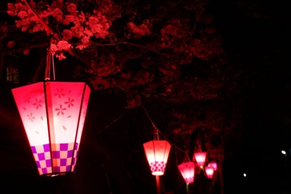 大阪府阪南市 山中渓の桜のライトアップ