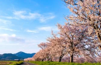 新潟県燕市 大河津分水の桜並木と信濃川の春の風景