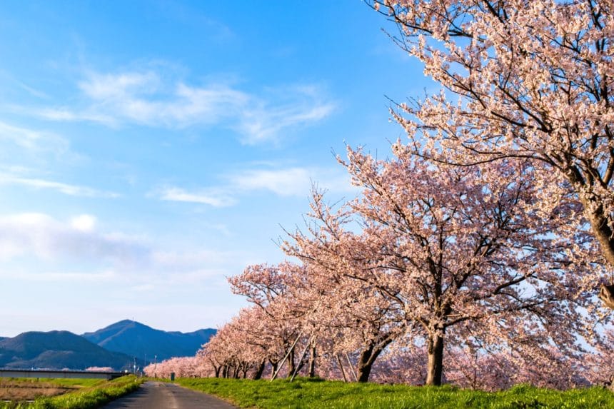 新潟県燕市 大河津分水の桜並木と信濃川の春の風景