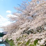 岐阜県各務原市 満開の新境川堤桜並木（百十郎桜）