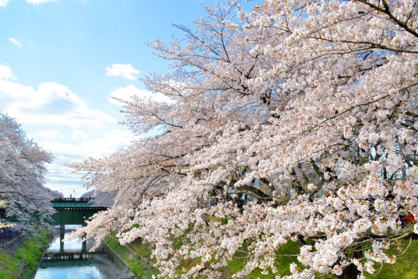 岐阜県各務原市 満開の新境川堤桜並木（百十郎桜）