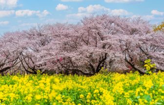 東京都立川市 国営昭和記念公園で咲き誇る満開の桜と黄色い菜の花畑