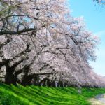 福井県福井市 足羽川桜並木 足羽川沿い約2.2kmに続く満開の桜並木の風景