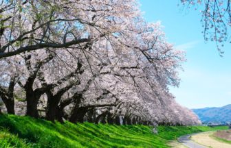 福井県福井市 足羽川桜並木 足羽川沿い約2.2kmに続く満開の桜並木の風景