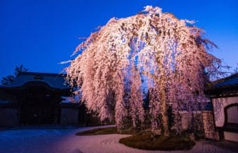 京都市東山区 高台寺の春の夜間特別拝観でライトアップされたしだれ桜