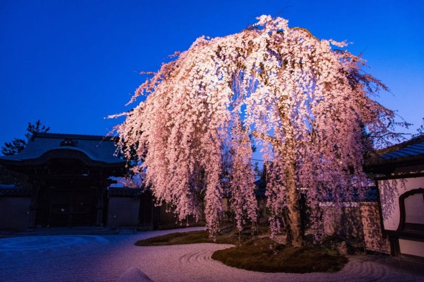京都市東山区 高台寺の春の夜間特別拝観でライトアップされたしだれ桜