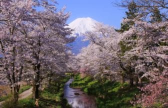 山梨県忍野村 新名庄川沿いに咲く桜と富士山の絶景