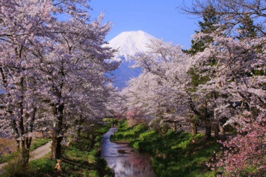 山梨県忍野村 新名庄川沿いに咲く桜と富士山の絶景