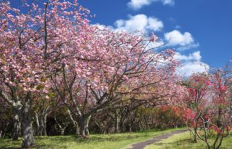 茨城県那珂市 日本さくら名所100選に選ばれた静峰ふるさと公園で満開に咲き誇る八重桜