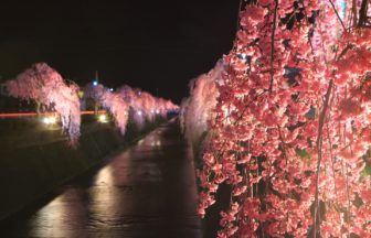 山形県天童市 倉津川の両岸約1.4kmにわたって美しく咲き誇る約150本のしだれ桜並木