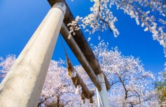 山形県南陽市 烏帽子山公園に咲く満開の桜と烏帽子山八幡宮大鳥居