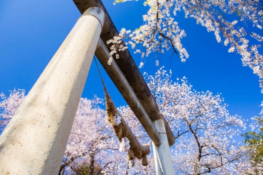 山形県南陽市 烏帽子山公園に咲く満開の桜と烏帽子山八幡宮大鳥居