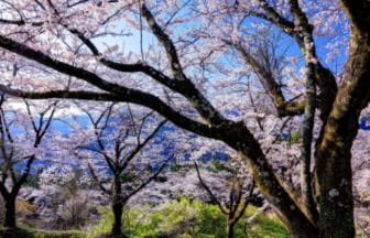 群馬県藤岡市 日本さくら名所100選の桜山公園に咲く春の桜絶景