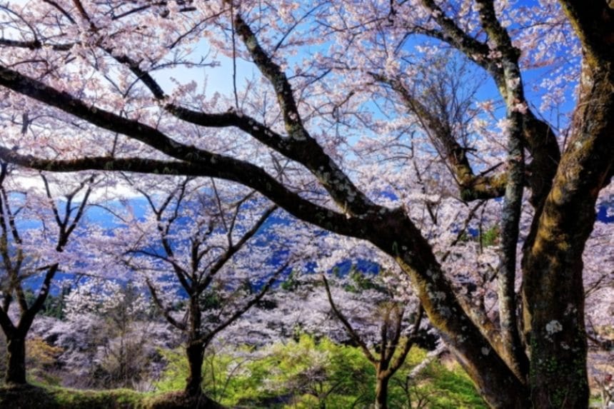 群馬県藤岡市 日本さくら名所100選の桜山公園に咲く春の桜絶景
