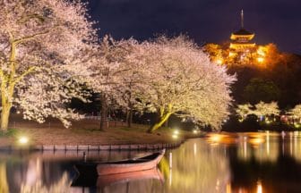 神奈川県横浜市 三溪園の桜ライトアップと三重塔の夜景