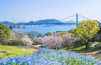 山口県下関市 火の山公園の山頂に咲く桜・チューリップ・ネモフィラの春の競演